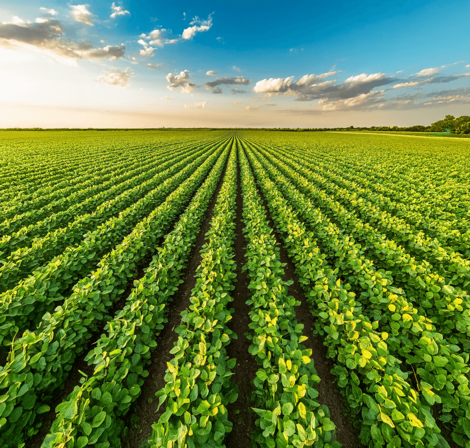 Climate resilience background